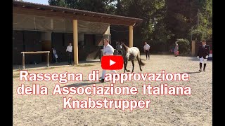 Alcuni video durante la rassegna di approvazione della Associazione Italiana Knabstrupper 2021