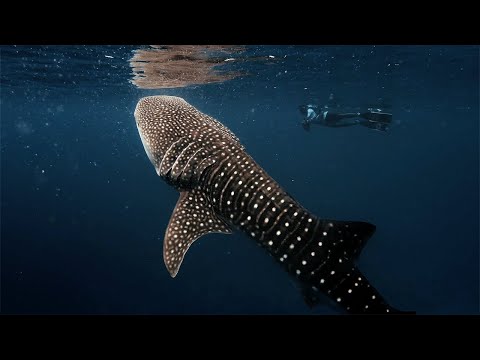Feeding Whale Shark thumbnail