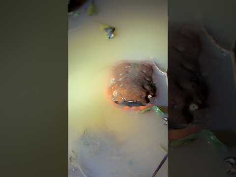 I’m surrounded by electric eels! #wildlife#snake#animals#eels#nature#colombia#anaconda#shorts ￼￼￼