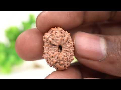 Rudraksha Product Image