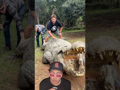 El cocodrilo más grande del mundo