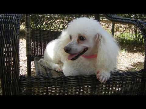 Gigi, an adopted Poodle in Houston, TX_image-1
