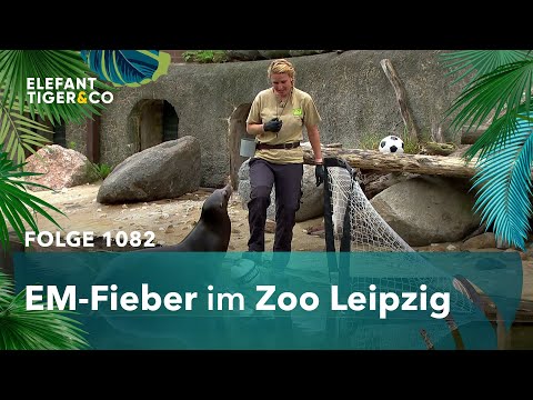 Das EM-Orakel des Zoo Leipzig (Folge 1082) | Elefant, Tiger & Co. | MDR