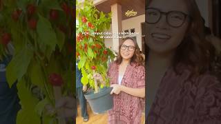 Download lagu A CHILI TREE THAT IS 700x SPICIER THAN REGULAR CHILIs! mp3