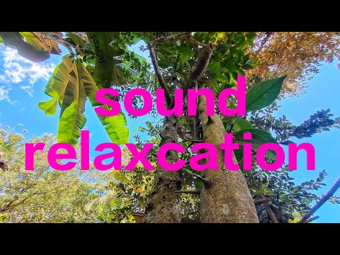 Tor Monitor Ketua | Orang Baru Lebe Gacor - Ecko Show, Juan Reza, Chesylino (Video Lirik)