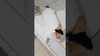 Download lagu 'siGEMOY udah pw' #cat #vidioshort #catshorts #catlovers @CatsLoversTv @AniCat @dojacat mp3 Download lagu 'siGEMOY udah pw' #cat #vidioshort #catshorts #catlovers @CatsLoversTv @AniCat @dojacat mp3
