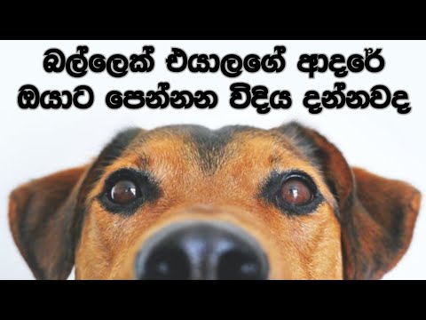 ඔයාගේ බලු යාලුවා ගැන ඔයාවත් දන්නේ නැති දේවල් 07ක්