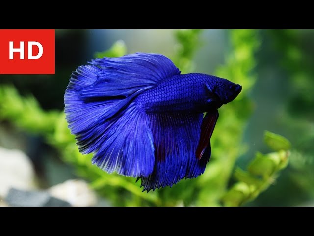 Beauty of Variety Betta Fish - HD 1080p
