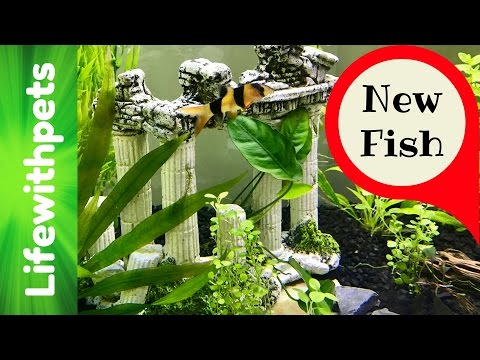 New fish and Plants in a 75 Gallon Betta Fish Tank. (Part 3)