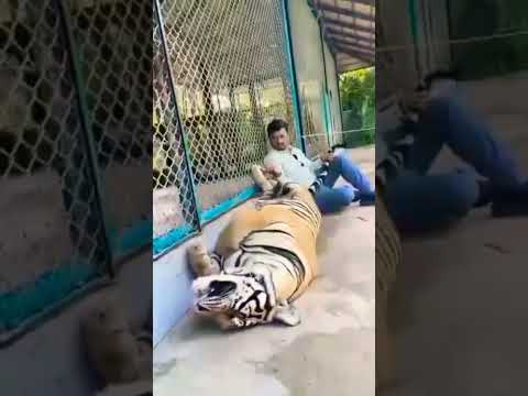 SIBERIAN TIGER - BIG CATS WILD DCUMENTARY  (HD1080p)#8K#HDR#60FPS#SIBERIANTGER#TIGER#BIGCATS#TIGERS