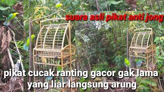Download lagu pikat cucak ranting,gacor gak lama yang liar langsung turun cocok untuk masteran juga mikat mp3