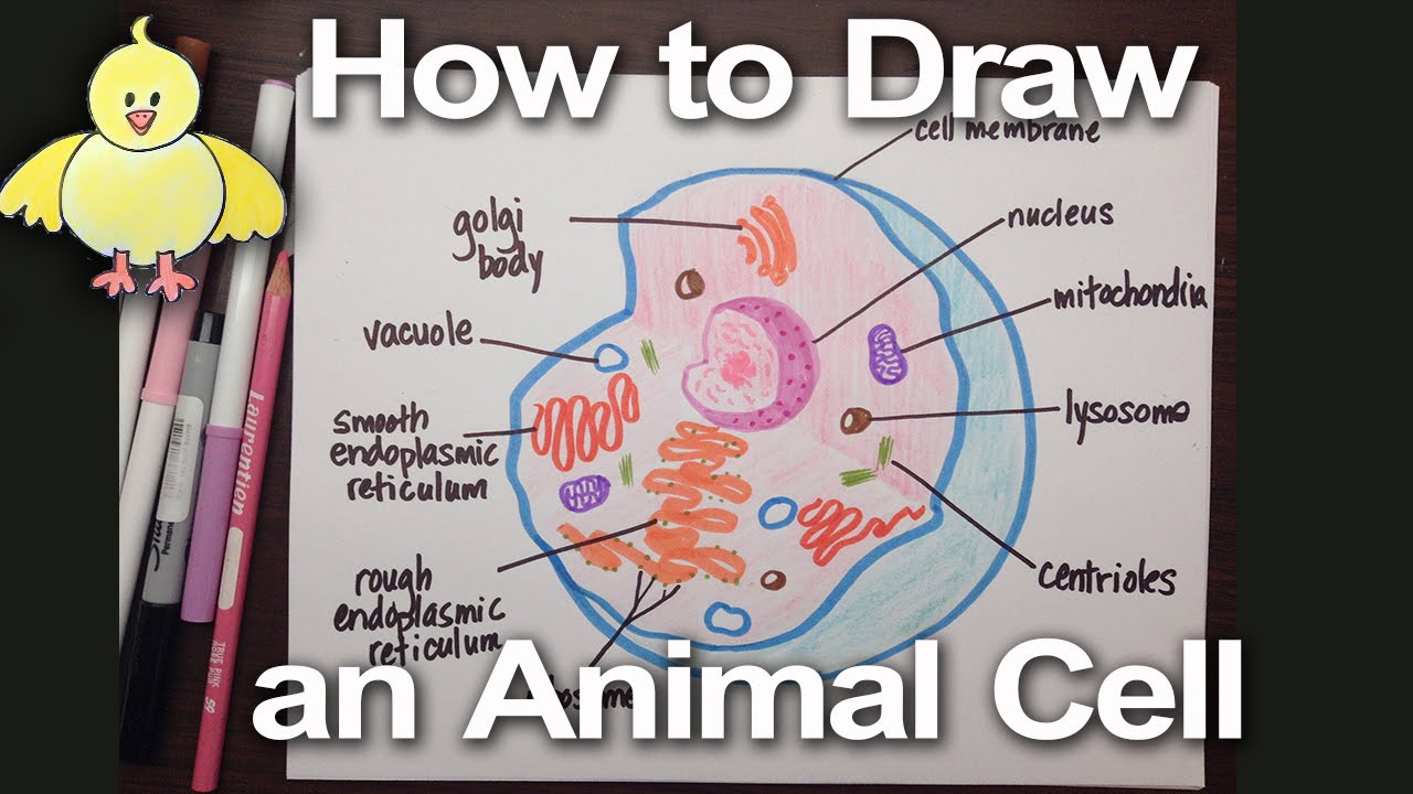 How to Draw an Animal Cell Diagram -Homework Help | DoodleDrawArt