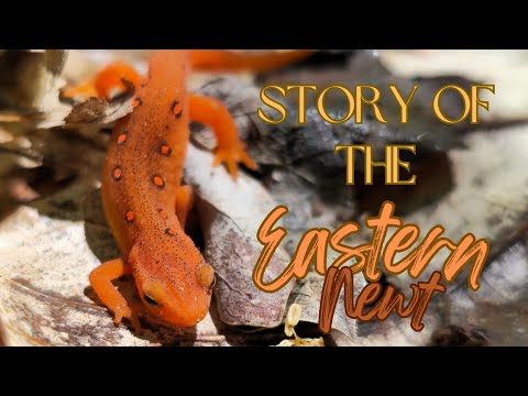 Story of the Eastern Newt - A Nature Documentary