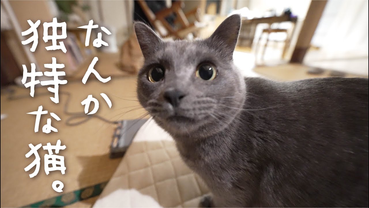 いちいち行動が独特な猫。