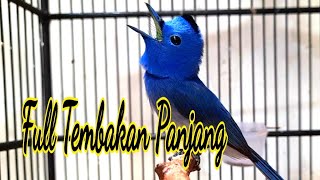 Download lagu Burung Kehicap Ranting Gacor Ngerol Panjang||Masteran Semua Burung❗️❗️❗️ mp3