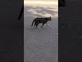 Grey Cat Running