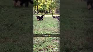 Video preview image #3 German Shepherd Dog Puppy For Sale in HEDGESVILLE, WV, USA