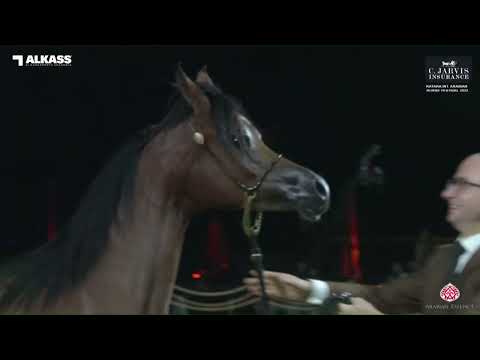 N 28 SHAHALEL AL SHAQAB   Katara Int  Arabian Horse Festival 2023   Yearling Fillies Class 1C