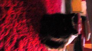 Blof - Hemingway Gast: Skipje