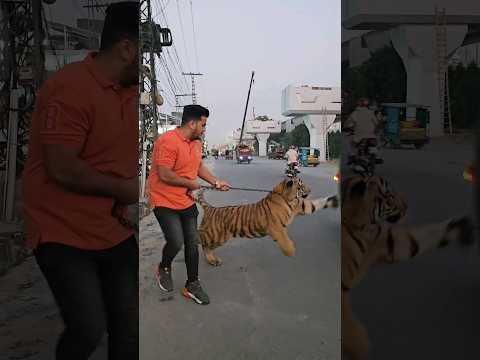 Bengal Tiger on Public Road | Nouman Hassan |