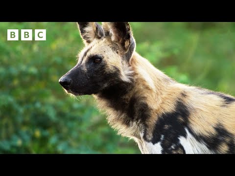 Wild dogs try to save pack member from crocodile | Kingdom – BBC - YouTube