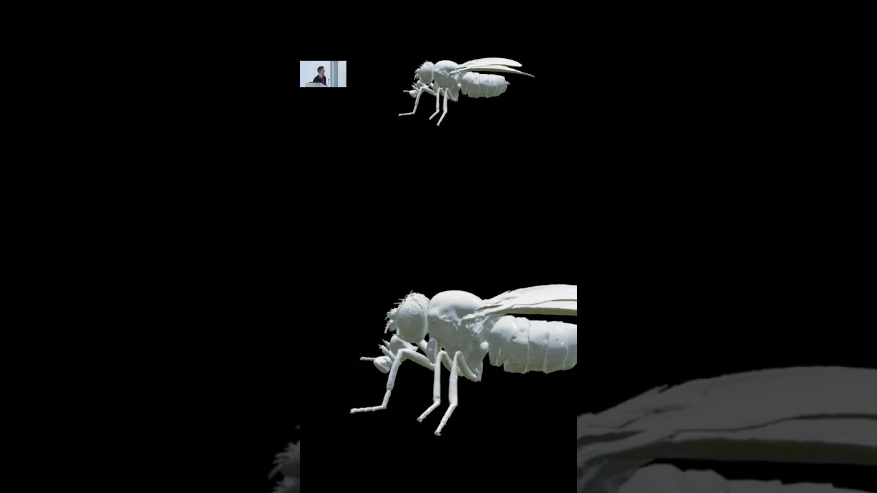 How do you map neurons in a fruit fly’s brain? #science #lecture