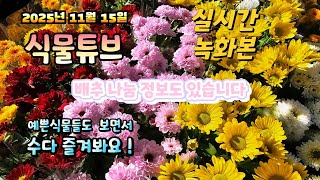 2025년 11월 15일 실시간방송으로 예쁜식물들 시청하시면서 힐링타임 되세요 #양재꽃시장 #식물튜브 #식물…
