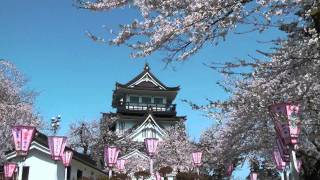 preview picture of video '横手城と桜  Yokote Castle and Cherry Blossoms'