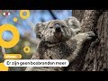 Dieren gaan de natuur weer in na bosbranden