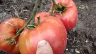 Как ускорить созревание помидоров видео