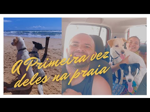 Meus cachorros na praia | a primeira vez deles | Thaynara Mendes