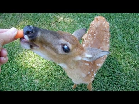 Baby Deer Jumping for Carrots