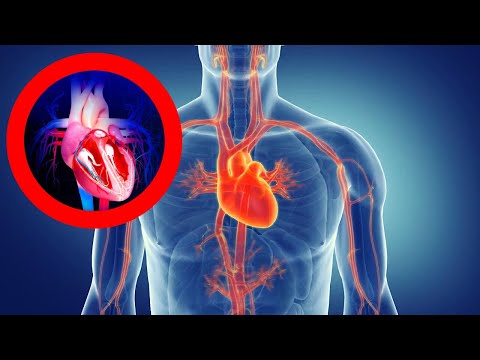 The CIRCULATORY SYSTEM explained: functions, parts, heart, blood vessels