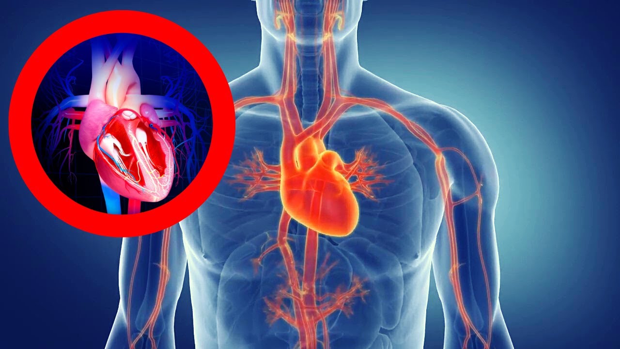 ¿Cuáles son las tres funciones principales del sistema circulatorio?