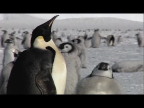 海氷の減少によりペンギンの雛が死亡