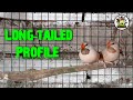 Long Tailed Finch Full Profile