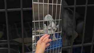 Video preview image #1 Mutt Puppy For Sale in Jackson, MS, USA