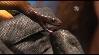 Мальчик выжил после укуса самой ядовитой змеи