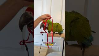 Great Green Macaw Puts on Harness to Go Outside!