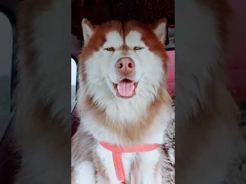 Most beautiful Dog #short