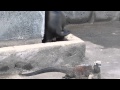 Sea Lion Vs Iguana