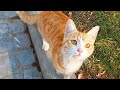 Incredibly Cute Orange Kitten With A Beautiful Innocent Face Kitten Hungrycats Landofcats