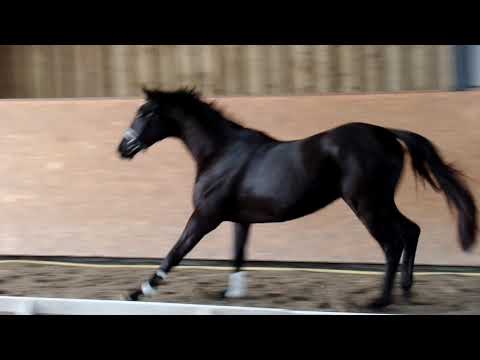 Trakehner Wallach V: Schwarzgold MV: Buddenbrock, *2016