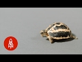 A Tiny Tortoise That Needs A Big Hand The Spider Tortoise