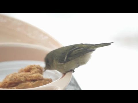 Ruby-crowned Kinglet