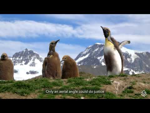 Behind the Lens: Observing King Penguins in South Georgia