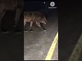 King Wolf Walking in midnight in road