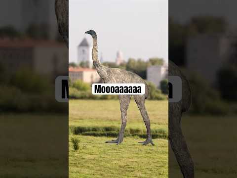 Moaaaaa #moa #newzealand #peterjackson #jurassicworld