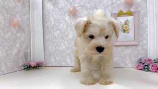 ミニチュアシュナウザーの動画01