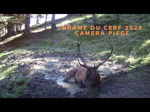 Brame du cerf 2023 Cerf filmé avec une caméra piège